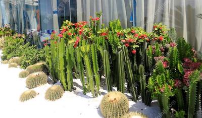 花镜设计经典参考-自然生态度假风-色彩绚丽野趣风-奇花异草狂想曲-热带沙漠阿那亚-标准化花镜应用系列总结参考资料