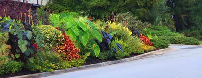 设计师必藏宝典-配植物常备手册-全国各地九个大区代表性城市-园林景观常用植物品种选型CAD版苗木表-植物库-分类习性