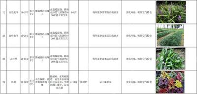 立体绿化经典参考资料-最新整理-中南地区室内外立体绿化植物苗木表